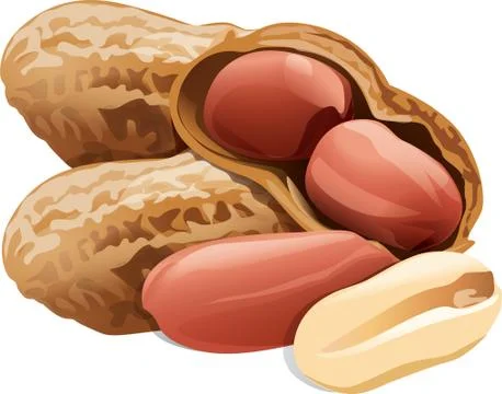 A handful of peanuts in the shell and without shell on a white background Stock Illustration