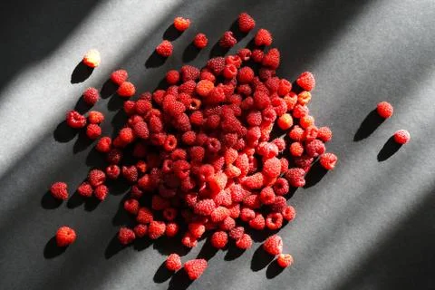 Handful of red raspberry on black background. Play of sunlights and shadows Stock Photos