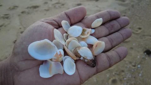 Handful of Sea Shells on Sandy Beach at Sunset, Ninthavur, Ampara, Sri Lanka Stock Photos