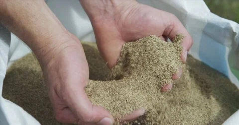 Handful of seed grass - Red Epic Stock-Footage 41928728