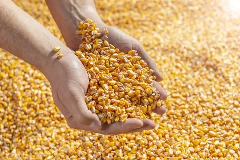 Handful of seeds 스톡 사진