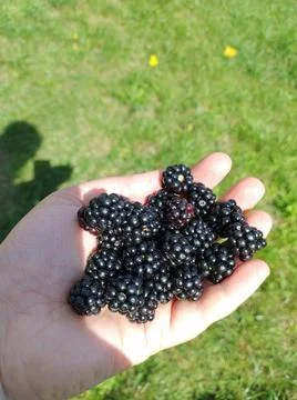 A Handful of Summer Stock Photos