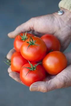Handful of Tomatoes Stock Photos