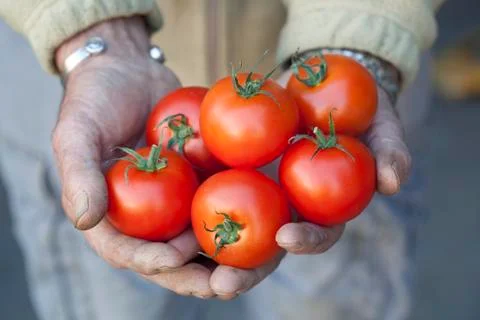 Handful of Tomatoes Stock Photos