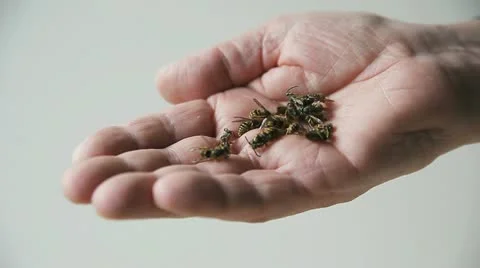 Handful of wasps 스톡 동영상 18180198