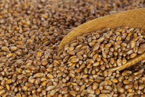 Handful of wheat Photos
