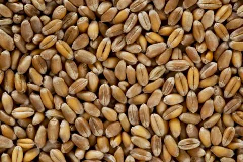 Handful of wheat 库存照片