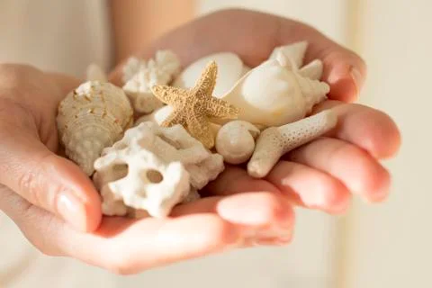 Handfull of white shells and corals Stock Photos