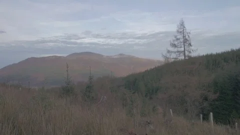 Handheld 4k Mountain View with Planted Trees in Foreground at Dusk Stock Footage 70773929