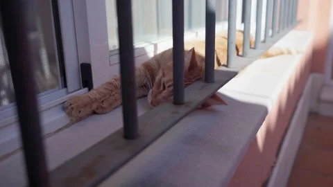 Handheld 4k video of an orange cat resting in a window. 動画素材 232503529