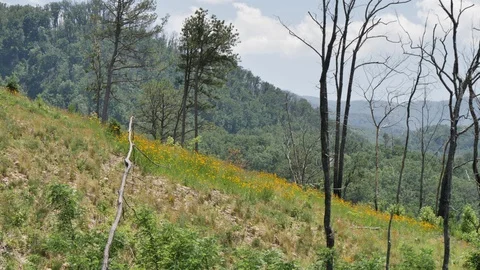 A Handheld Aerial View of Wildflowers on a Ridge in the Smoky Mountains Stock-Footage 108819865