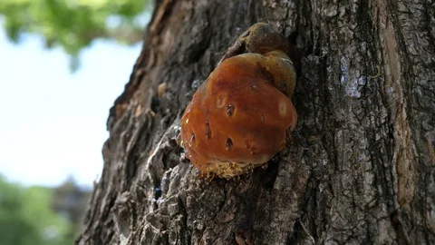 Handheld: Amber on a tree, liquid drops, close up Stock Footage 90419198