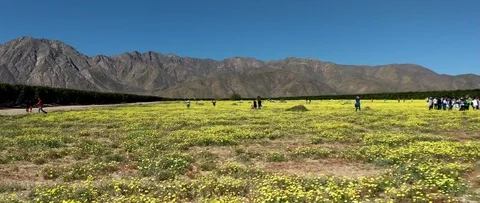 Handheld Anamorphic pan of wild flowers in Anza-Borrego State Park Video stock 104785670