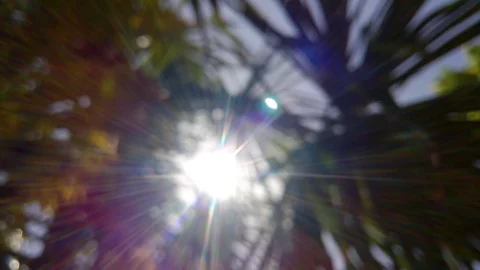Handheld: Blurred sunlight coming through palm trees Stock Footage 89902016
