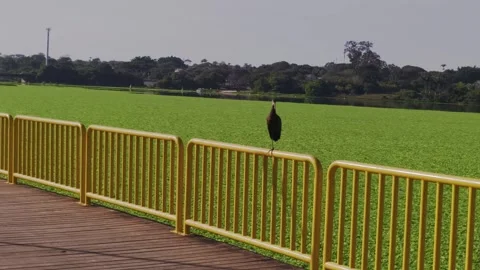 Handheld camera approach to Bare-faced Ibis perched above water hyacinth in Vídeos de archivo 340326922
