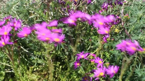 Handheld Camera - Aster Flowers On A Windy Beach 스톡 동영상 12372792