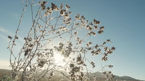 Handheld camera on dry flowers with sun flares Stock Footage 88287055
