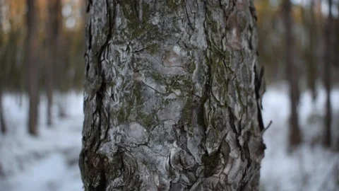 Handheld camera during a walk in the woods. Stock Footage 125916913