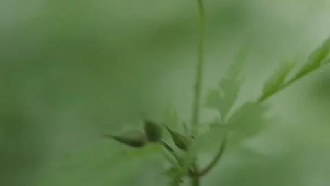 Handheld - camera finds a single purple wildflower, shallow depth of field macro Stock-Footage 234847442