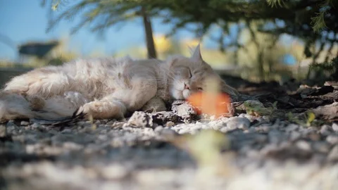 Handheld camera. Focus from a Small Red Flower to a Sleeping Cat. 動画素材 93678752