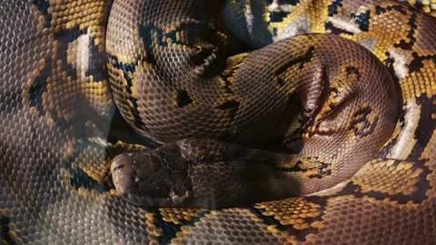 Handheld camera footage of a wild python snake sleeping on a tree. Beautiful Stock-Footage 233545162