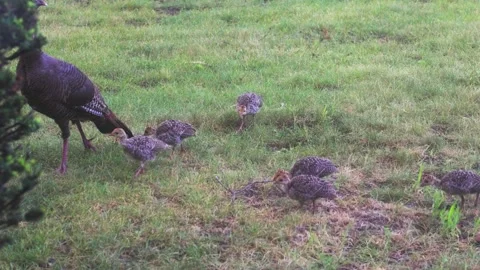 Handheld camera footage of wild turkeys, a mother and her chicks, grazing for Video stock 342002972
