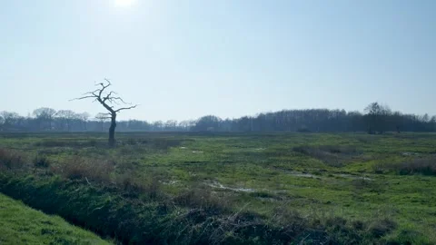 Handheld camera movement revealing a dead tree in a sunny field Video stock 335027240