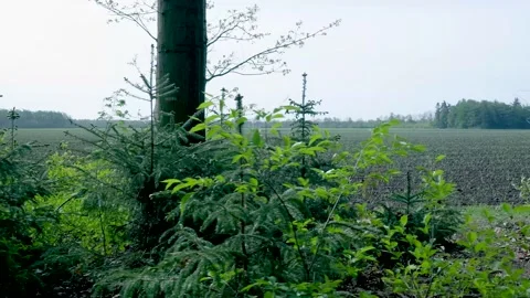 Handheld camera movement through a forest revealing a plowed field Vídeo Stock 336594503