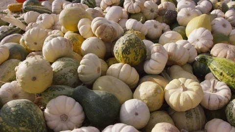Handheld camera moves over various gourds, pumpkins at harvest time 스톡 동영상 93485985