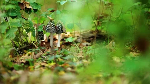 Handheld camera moves through autumn forest floor to mushrooms Video stock 319728936