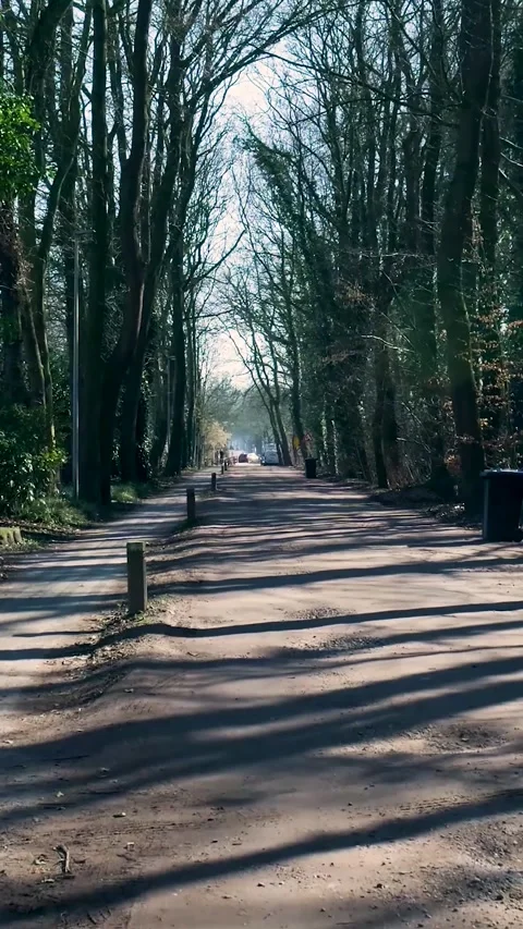 Handheld camera moving forward along empty tree-lined road Video stock 334422789