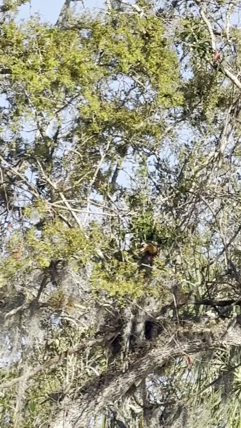Handheld camera pan tracking up to spot perched Osprey. Vídeo Stock 345284618
