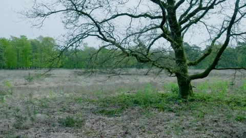 Handheld camera panning across gloomy forest landscape 스톡 동영상 336594538