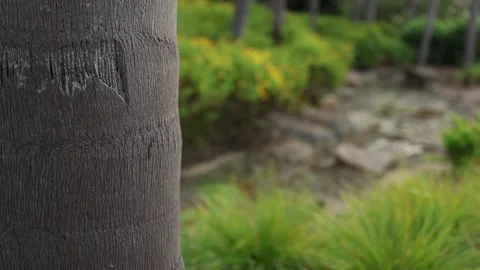 Handheld camera panning down a palm tree trunk in a tropical garden Stockbeeldmateriaal 336307619