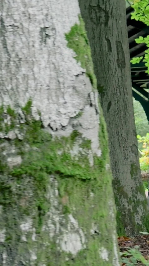 Handheld camera panning down a tree trunk in a beautiful green forest Stock Footage 327108906