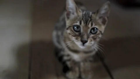 Handheld camera portrait of grey cat kitten sitting indoors shallow dof  Stock Footage 103251060