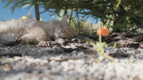 Handheld camera. Red Cat Sleeping Under the Tree near a Small Flower. 스톡 동영상 93735812