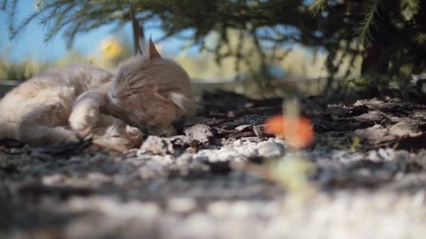 Handheld camera. Red Cat Sleeping Under the Tree near a Small Flower. Stockbeeldmateriaal 93736043