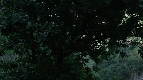 Handheld camera revealing a lush green valley and a river 库存影片 333696016