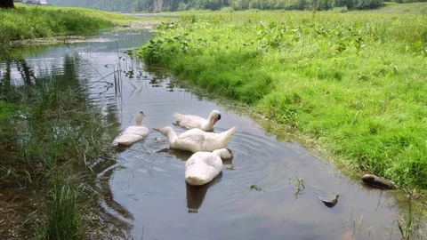 A handheld camera shooting four geese floating in the water. Stock Footage 115260141