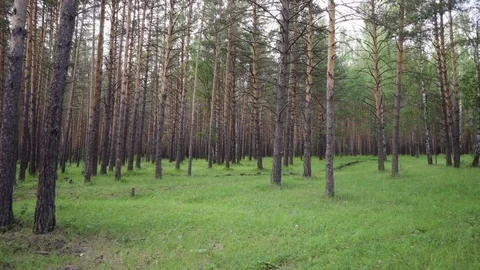 Handheld camera shooting in a pine forest. Stock Footage 113648262