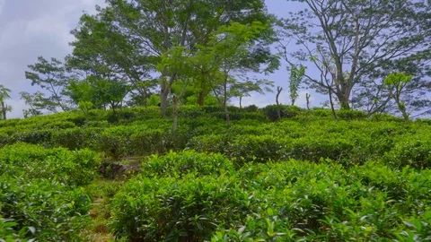 Handheld camera view of tea plantation in Sri Lanka Stock-Footage 107534159