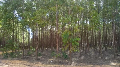 Handheld cellphone shot from a Eucalyptus globulus forest that will be used to c Stock Footage 161079356