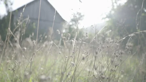 Handheld Cinematic Shot Of A Dry Grass Swinging On The Wind Stock Footage 264039161