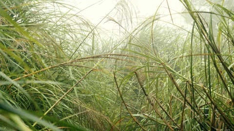 Handheld climb through towering silvergrass toward summit on forested mountai Stock-Footage 342925679