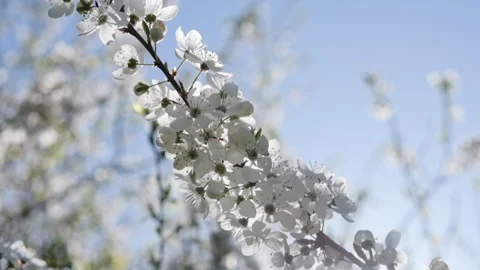 Handheld close-up of a branch full of white blossoms against a bright blue su Video stock 327261746