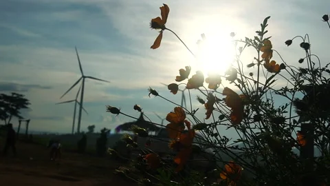 Handheld close-up camera to capture flowers, sunsets and windmills Stock Footage 137390085