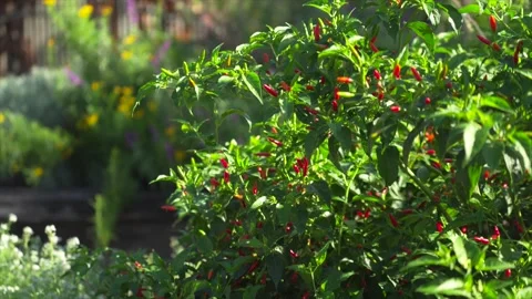 Handheld close up of a chilli plant with red and green chillies growing among Stock Footage 328272841