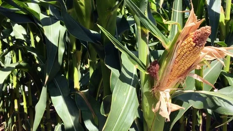 Handheld close up of a corn stalk Stock-Footage 92927613