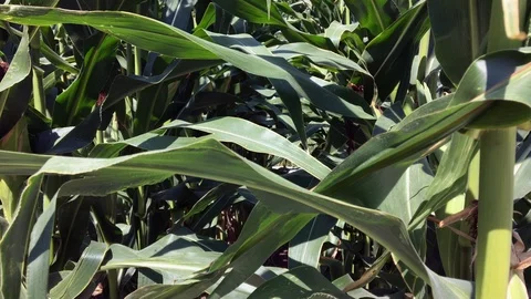 Handheld close up of corn stalk leaves Stock-Footage 92927750